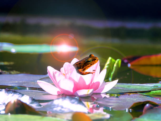 a small frog in a lotus flower in the rays. - frog water lily pond sunlight imagens e fotografias de stock