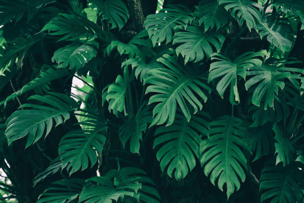 istock monstera plant, tropical leaf in jungle rainforest 1043360476