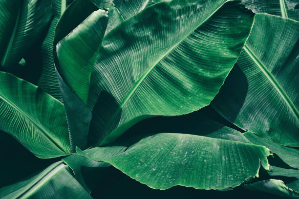 istock tropical banana palm leaf, green nature background, high angle view 1043360600