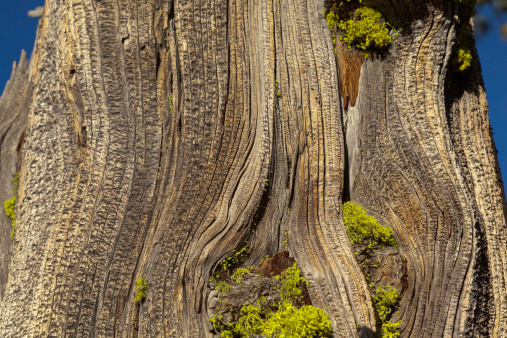 Old Western juniper (Juniperus occidentalis) tree trunk in alpine wilderness en route to Tioga Pass, fall, Yosemite National Park, California