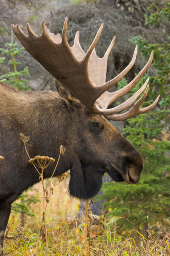 Moose (Alces alces) bull with antlers (close up) in boreal forest during breading season, fall, Chugach State Park, Alaska