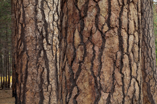 Ponderosa pine (Pinus ponderosa) trees with their distinct scaly bark in Yosemite Valley, fall,  Yosemite National Park, California