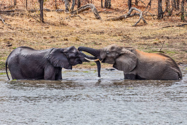 istock Two African Elephants in the Water 1043364958