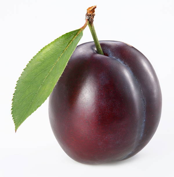 plum - plum stock-fotos und bilder