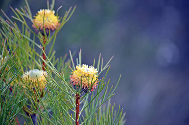 Australian native broad-leaf drumstick flower and fruit, Isopogon anemonifolius, growing in heath in the Royal National Park, Sydney, New South Wales, Australia. Spring flowering Flowers spring to summer with yellow inflorescence on terminal branches. Widespread in dry sclerophyll forest and heath. Endemic to NSW drumstick stock pictures, royalty-free photos & images