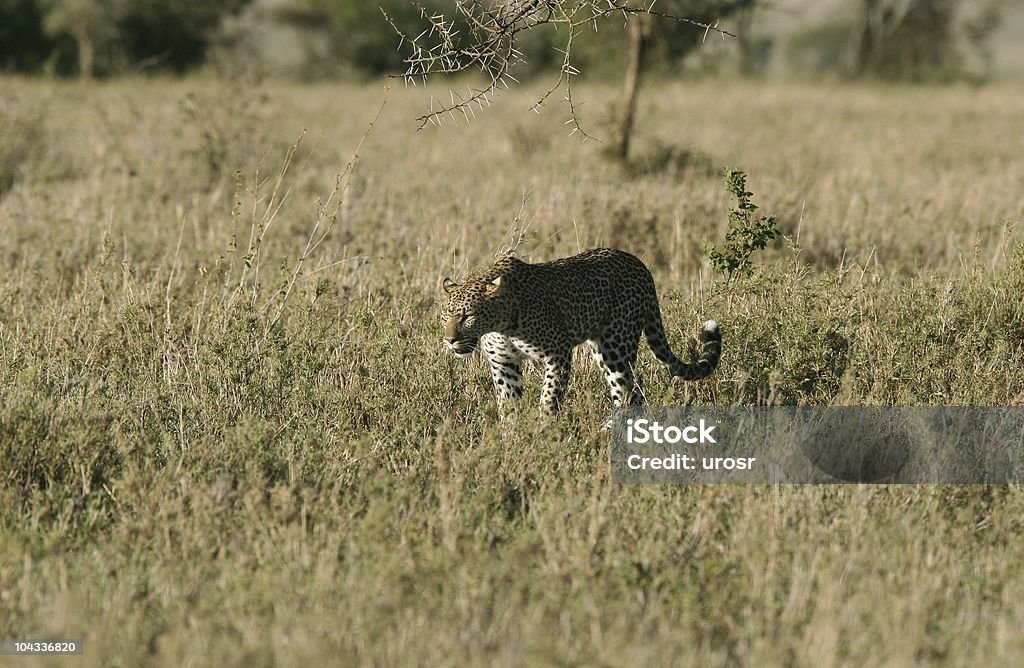 Afrikanischer Leopard - Lizenzfrei Afrika Stock-Foto