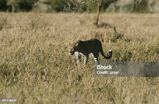 Afrikanischer Leopard Stockfoto und mehr Bilder von Afrika - Afrika, Afrikanischer Panther, Ebene