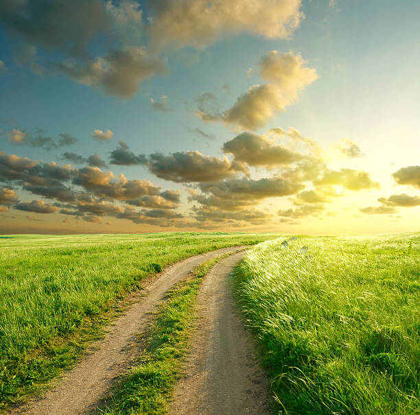 istock The sun setting over the green grass in summer 104336960