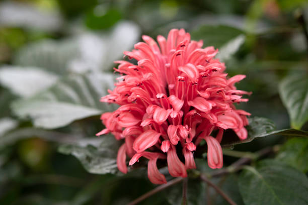 Brazilian Plume Flower