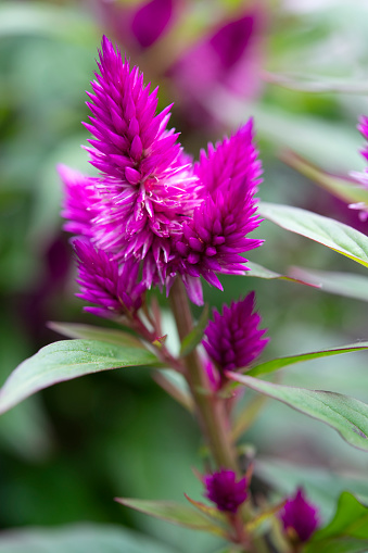 Celosia