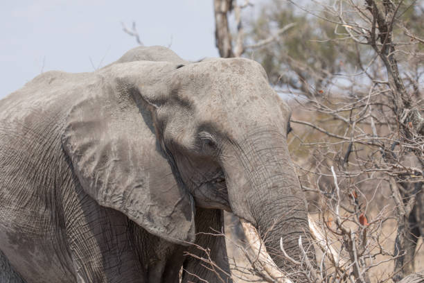 An elephant forages for food in the vibrant vegetation of Kruger National Park, showcasing the wildlife in its natural habitat.
