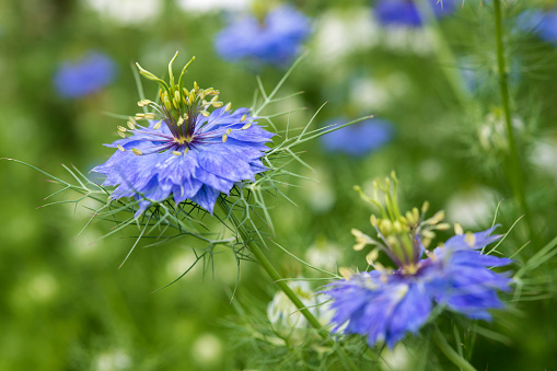 Blue Cornflowers