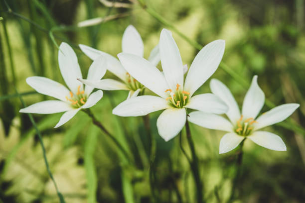 istock Close up of White lily flower with dew drops 1043375832