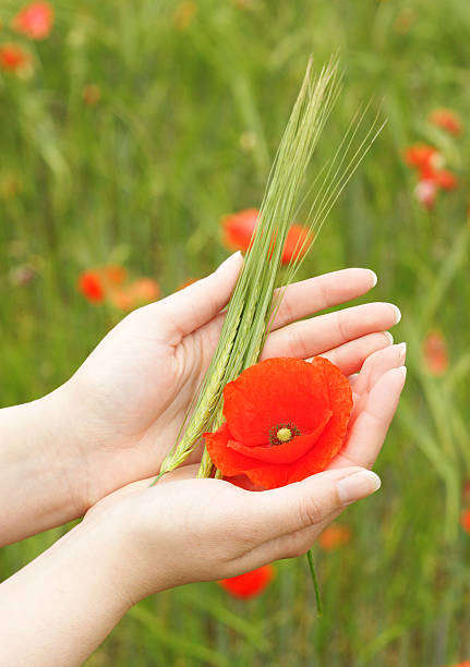 istock Poppy flower and wheat ears 104337612