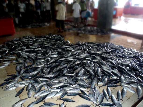 many fish on the floor of a fish shop many fish on the floor of a fish shop maldives fish market photos stock pictures, royalty-free photos & images