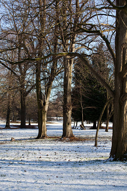 istock Snow covered park in winter 104337912