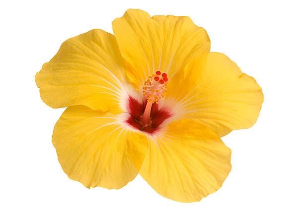 Fresh yellow hibiscus flower on white background yellow hibiscus bloom isolated on white pistil photos stock pictures, royalty-free photos & images