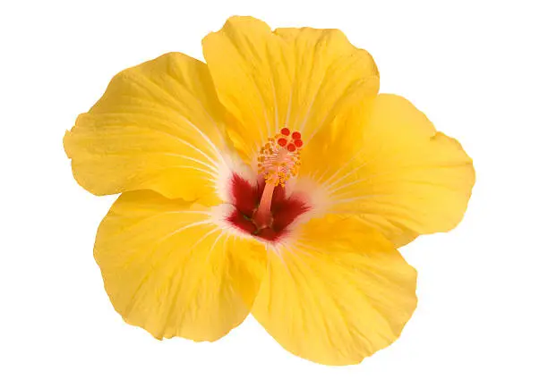 yellow hibiscus bloom isolated on white