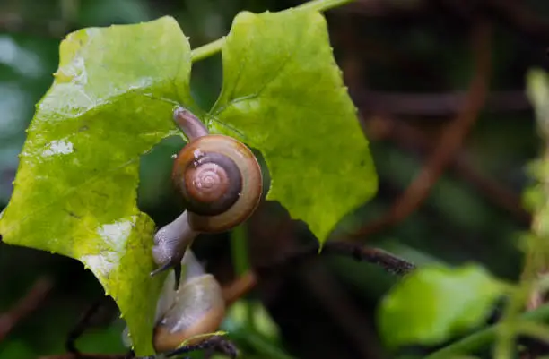 Snails are eating food in the morning after rain. The life cycle of snails that live in the ecosystem of nature.