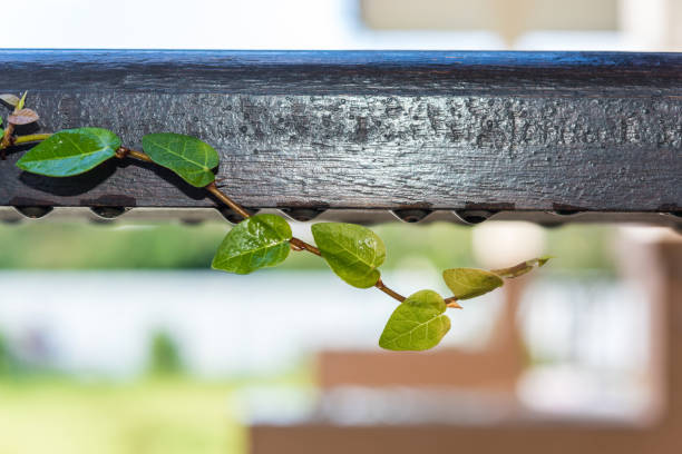 climbing plants on the wooden rail