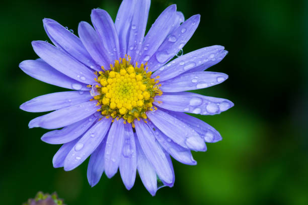 istock Purple chrysanthemum after the rain 1043388364