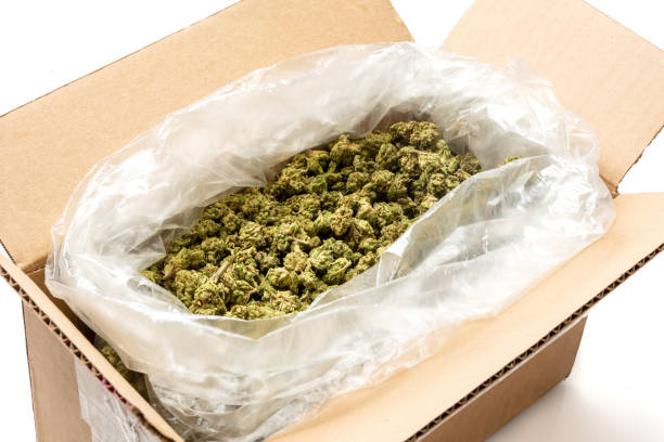 марихуана в коробке