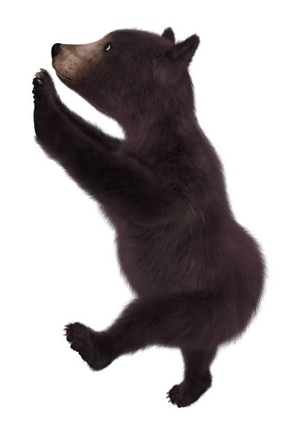 istock Black bear cub isolated on white background 3d illustration 1043390914