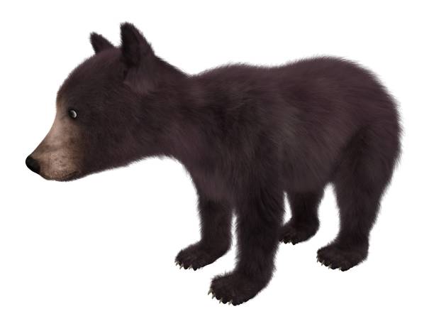 istock Black bear cub isolated on white background 3d illustration 1043390920