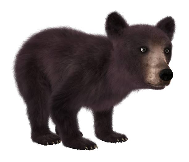 istock Black bear cub isolated on white background 3d illustration 1043390922
