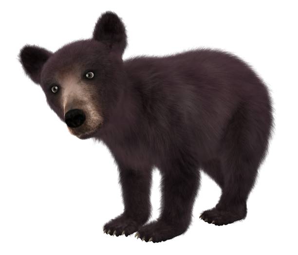 istock Black bear cub isolated on white background 3d illustration 1043390924