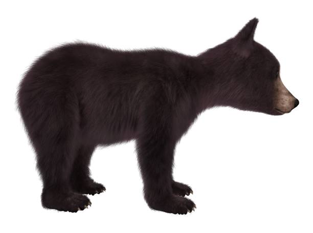 istock Black bear cub isolated on white background 3d illustration 1043390928