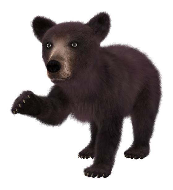 istock Black bear cub isolated on white background 3d illustration 1043390936