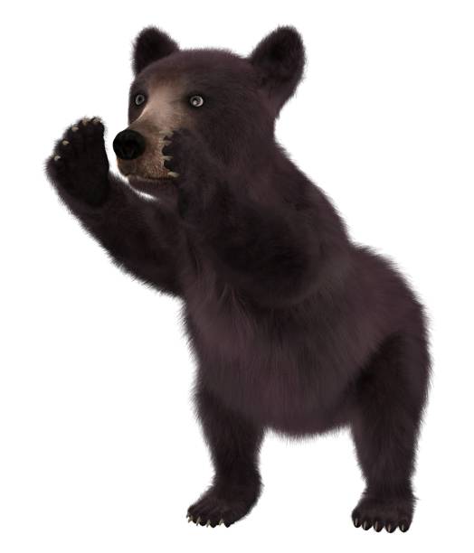 istock Black bear cub isolated on white background 3d illustration 1043390942
