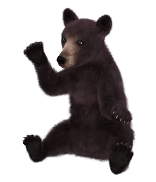 istock Black bear cub isolated on white background 3d illustration 1043390954