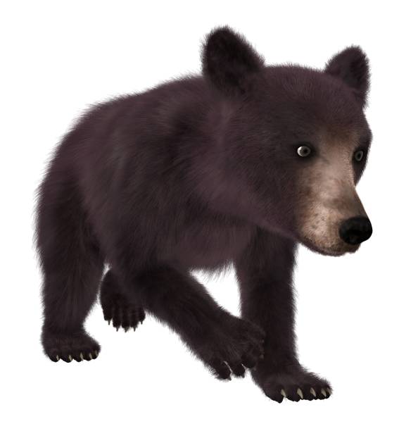 istock Black bear cub isolated on white background 3d illustration 1043390964