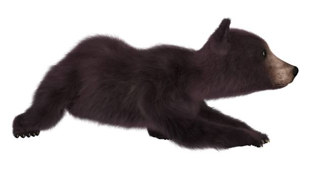 istock Black bear cub isolated on white background 3d illustration 1043390970