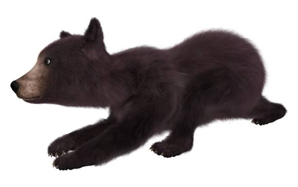 istock Black bear cub isolated on white background 3d illustration 1043390982