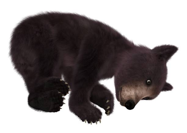 istock Black bear cub isolated on white background 3d illustration 1043390986