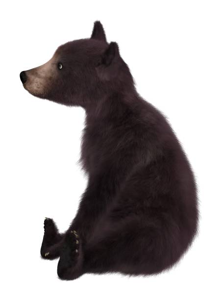 istock Black bear cub isolated on white background 3d illustration 1043390988
