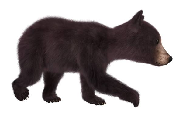 istock Black bear cub isolated on white background 3d illustration 1043391006