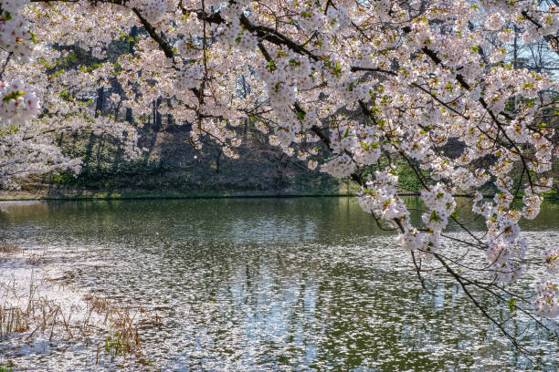 istock Cherry blossom rafts(Hanaikada) on the pond Japan. 1043393326