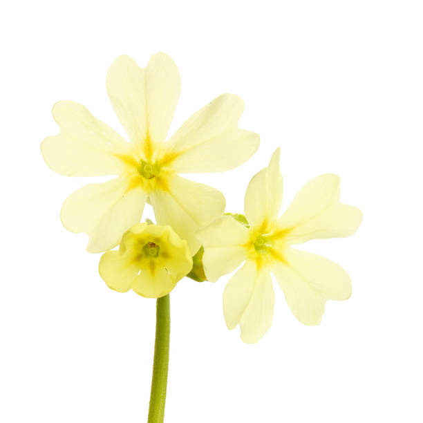 istock Close-up of primula flower  white background 104340231