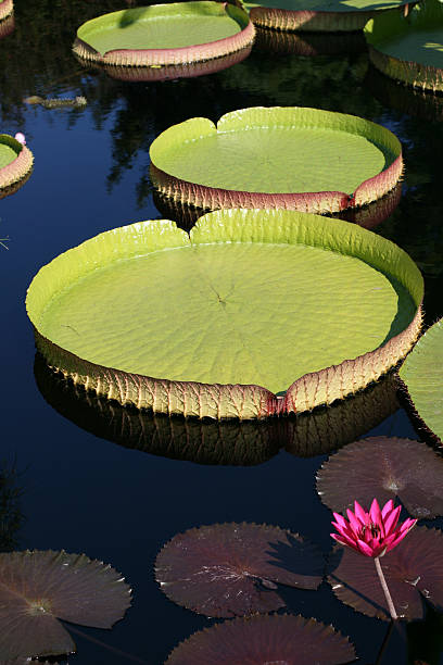 półmisek wody - victoria water lily zdjęcia i obrazy z banku zdjęć