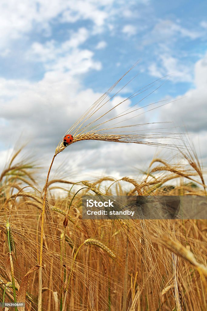 Золотой Укороченный с Ladybird - Стоковые фото Без людей роялти-фри