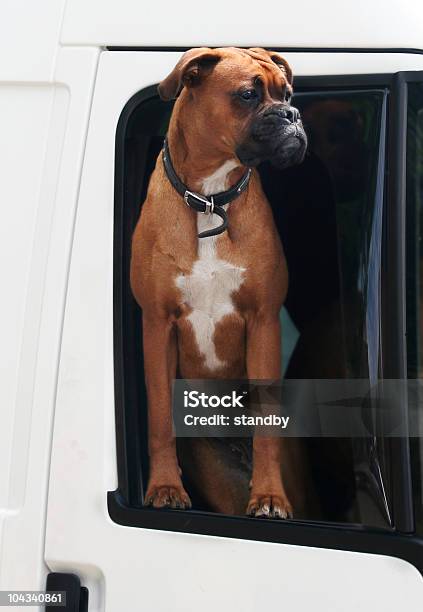 Foto de Quando É Esse O Tráfego Chegará Em Movimento e mais fotos de stock de Animal de estimação - Animal de estimação, Boxer - Cachorro, Branco