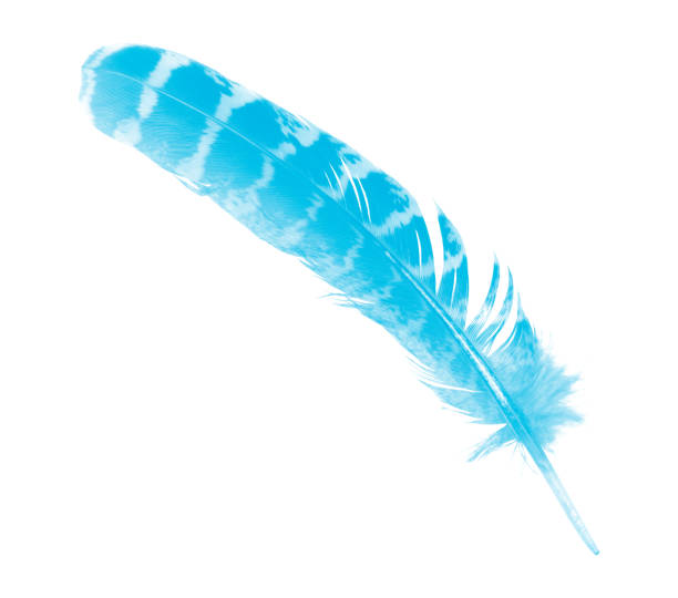 istock Beautiful Blue color trends feather isolated on white background 1043411000