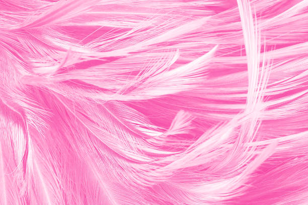 istock Beautiful pink feather background 1043411004
