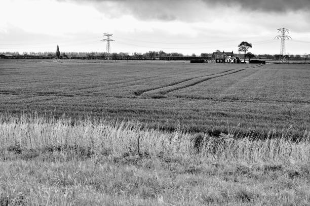istock Agriculture on Land Reclaimed from the See 1043411072