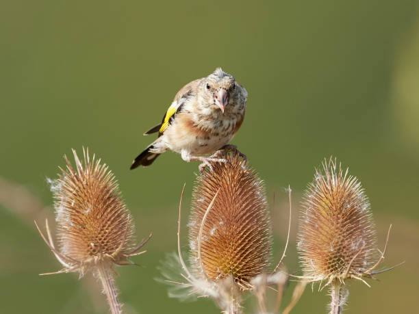 istock European goldfinch (Carduelis carduelis) 1043417586