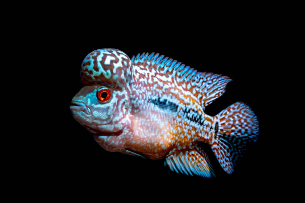 istock Cichlids fish in a beautiful aquarium 1043426160